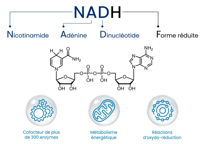 NADH Plus : Anti-âge & Antioxydant