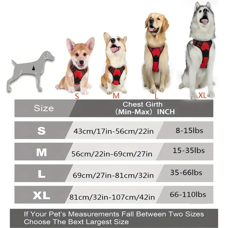 Harnais chiot golden