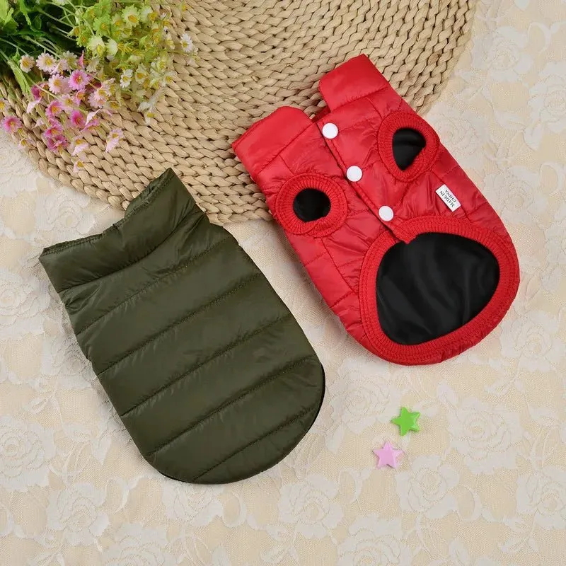 Manteau chihuahua xxs