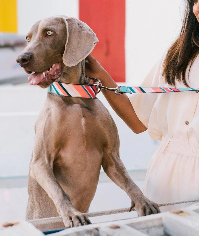 Collar para perro Morisca