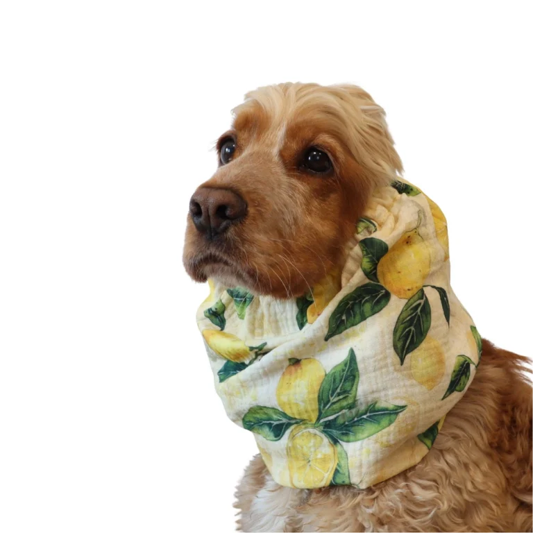 Snood Citron