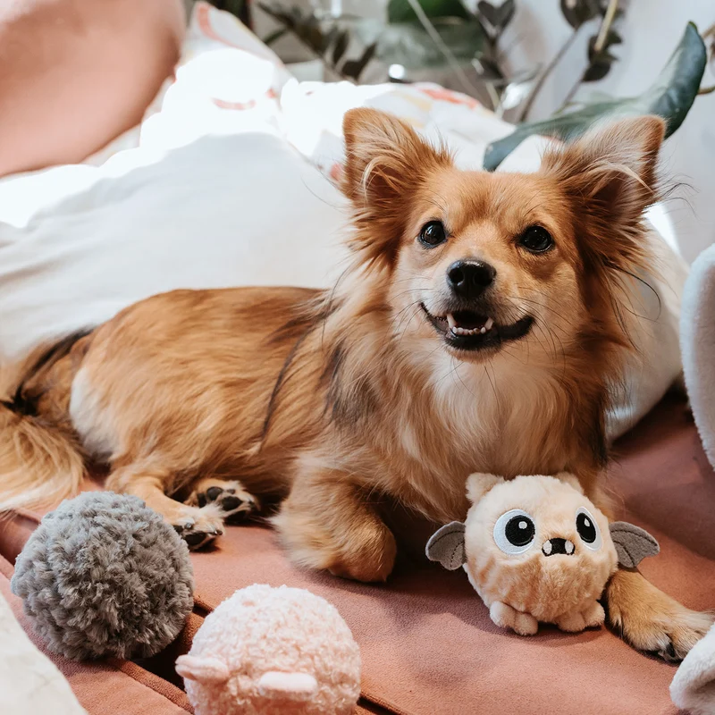 Hundespielzeug Mystery Dog Toys