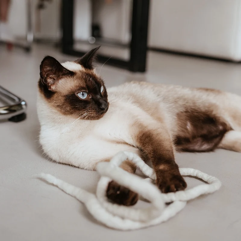 Katzenspielzeug Snaky