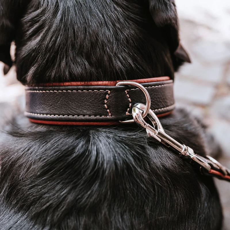 Halsband Canadian Up