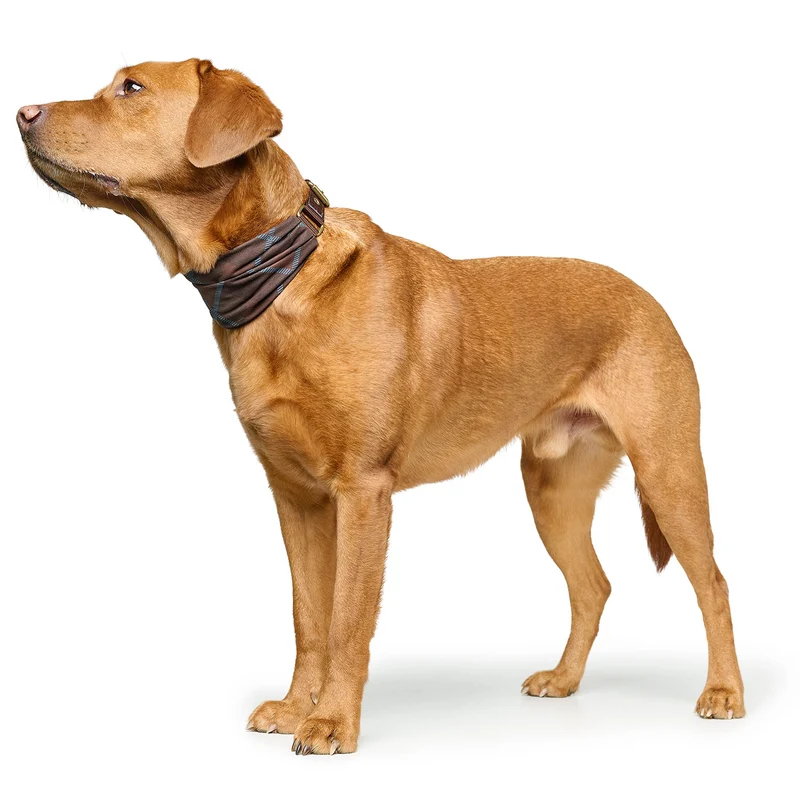 Ergonomisches Halsband Ronda