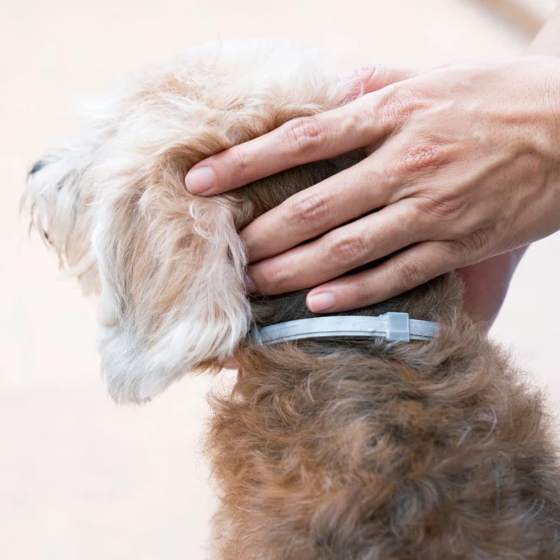 Collier Anti-Puces, Tiques et Moustiques Répulsif pour Chien