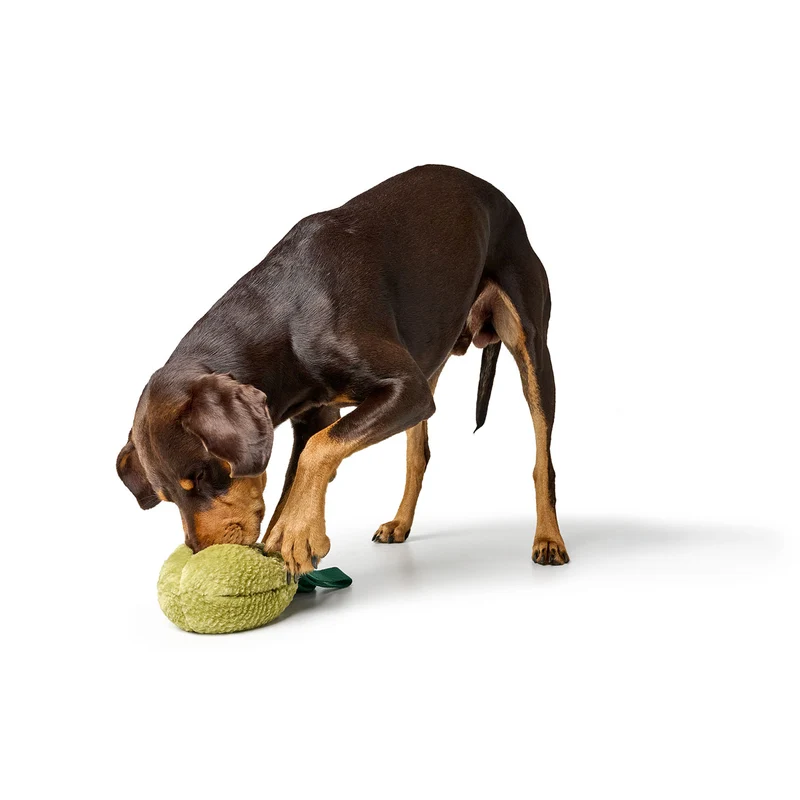 Hundespielzeug Venice