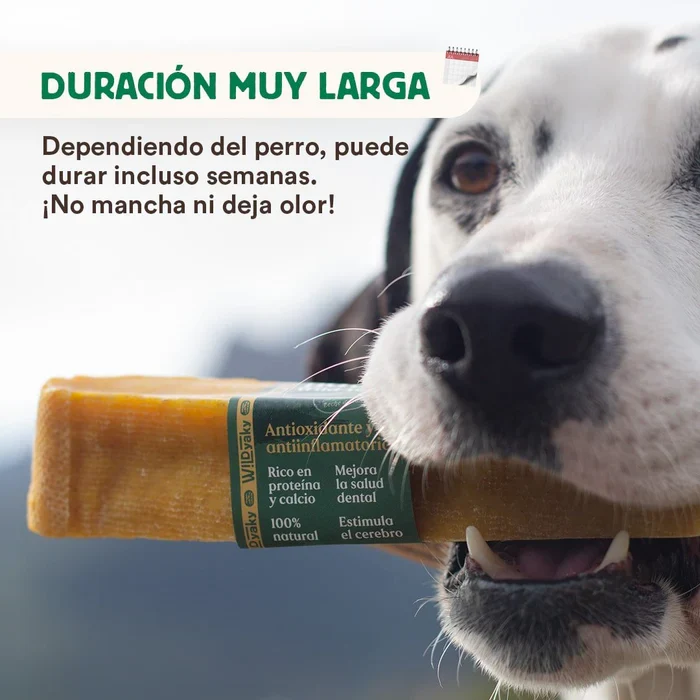 Wild Yaky Golden: El Mordedor Ancestral del Himalaya con Cúrcuma (Talla M+)