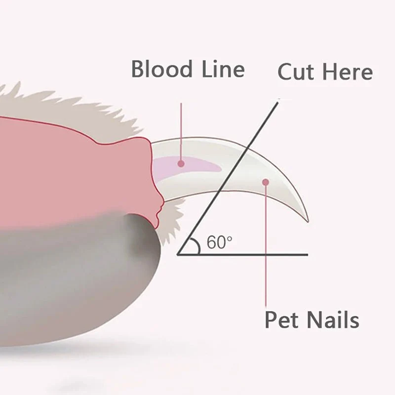 Appareil pour couper les ongles des chiens