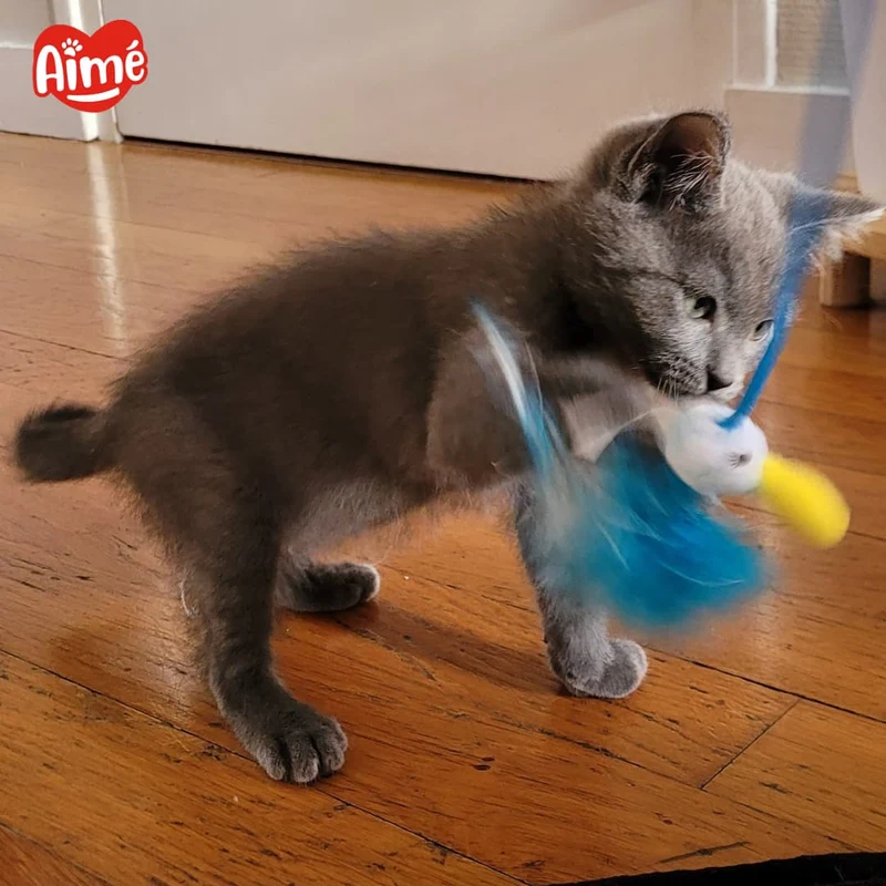 Canne à pêche pour Chat
