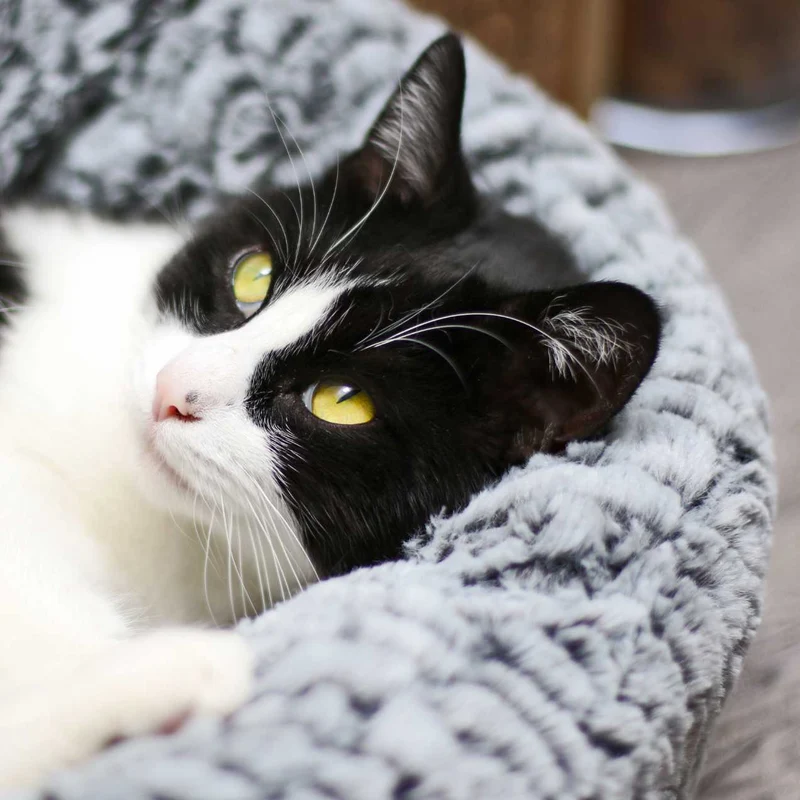 Corbeille fourrure pour Chat