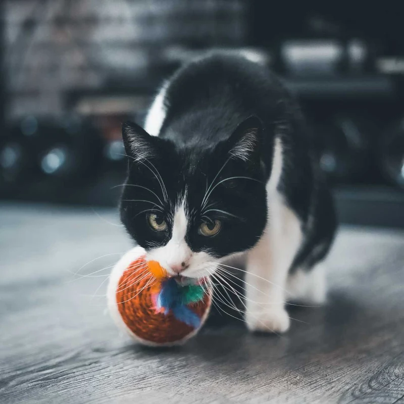 Toupie griffoir XXL pour Chat