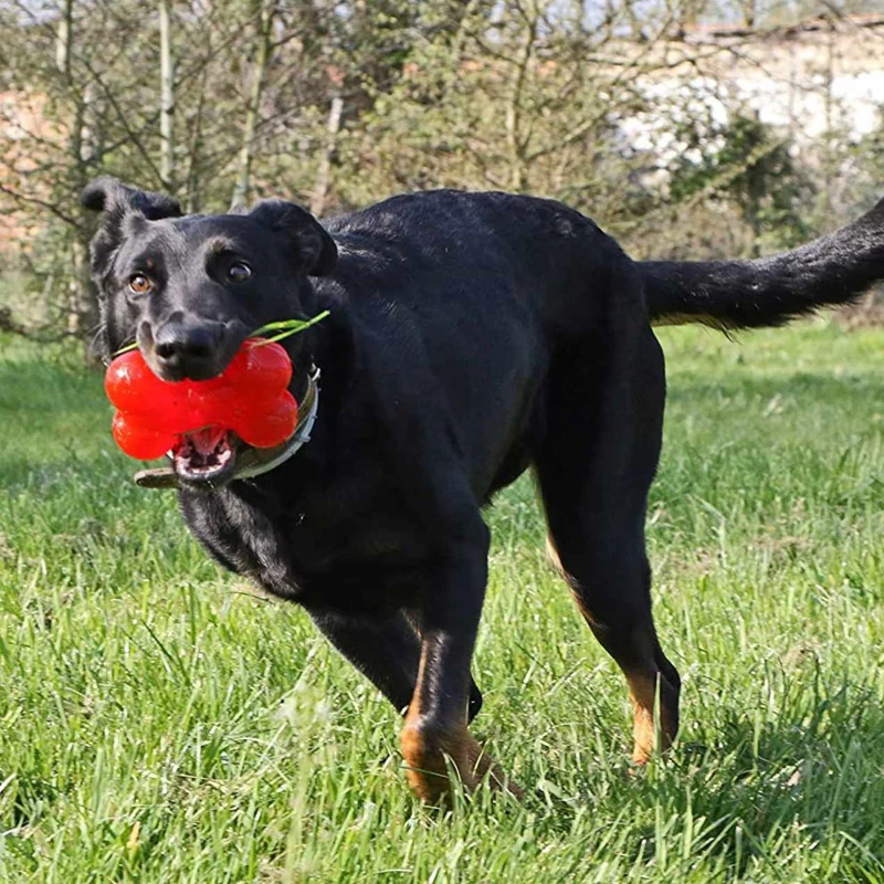 Os ultra résistant pour Chien
