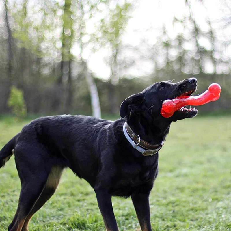 Os ultra résistant pour Chien