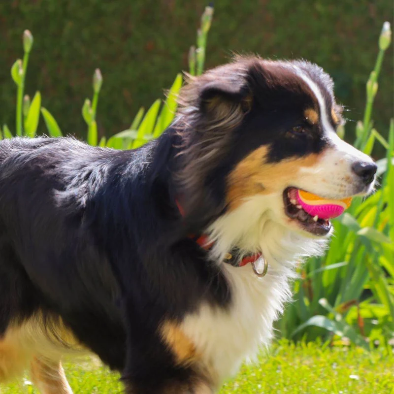 Balle rebondissante pour Chien 5 en 1