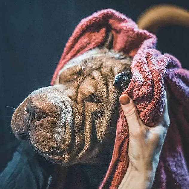 Shampoing pour Chien Aloe Vera & Lotus 1L