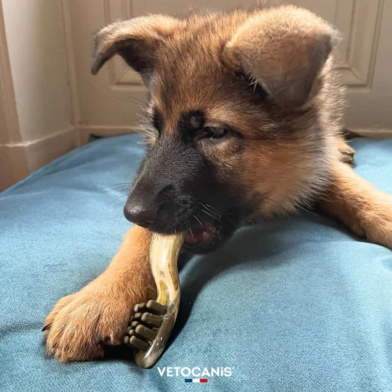 Friandises Anti-Tartre, Sans Sucres, Sans Céréales pour Chien