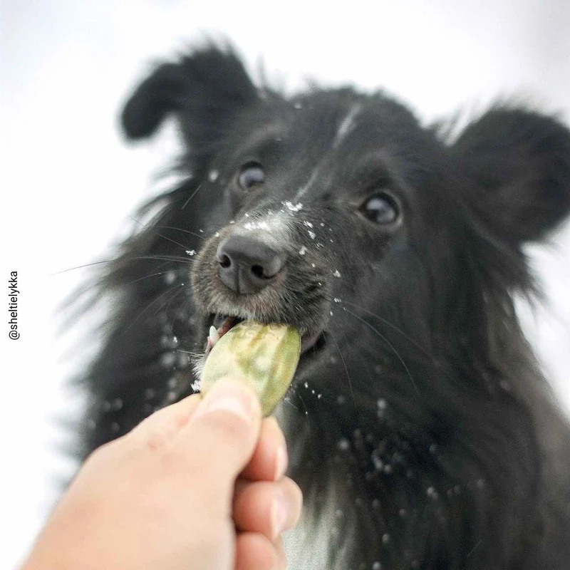 Friandises Anti-Tartre, Sans Sucres, Sans Céréales pour Chien