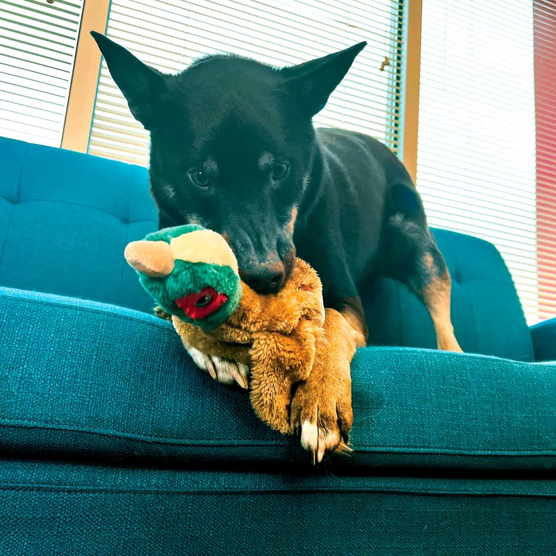 Hundespielzeug KONG® Wild Low Stuff