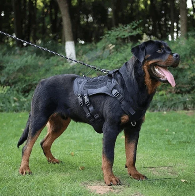 Harnais tactique militaire chien