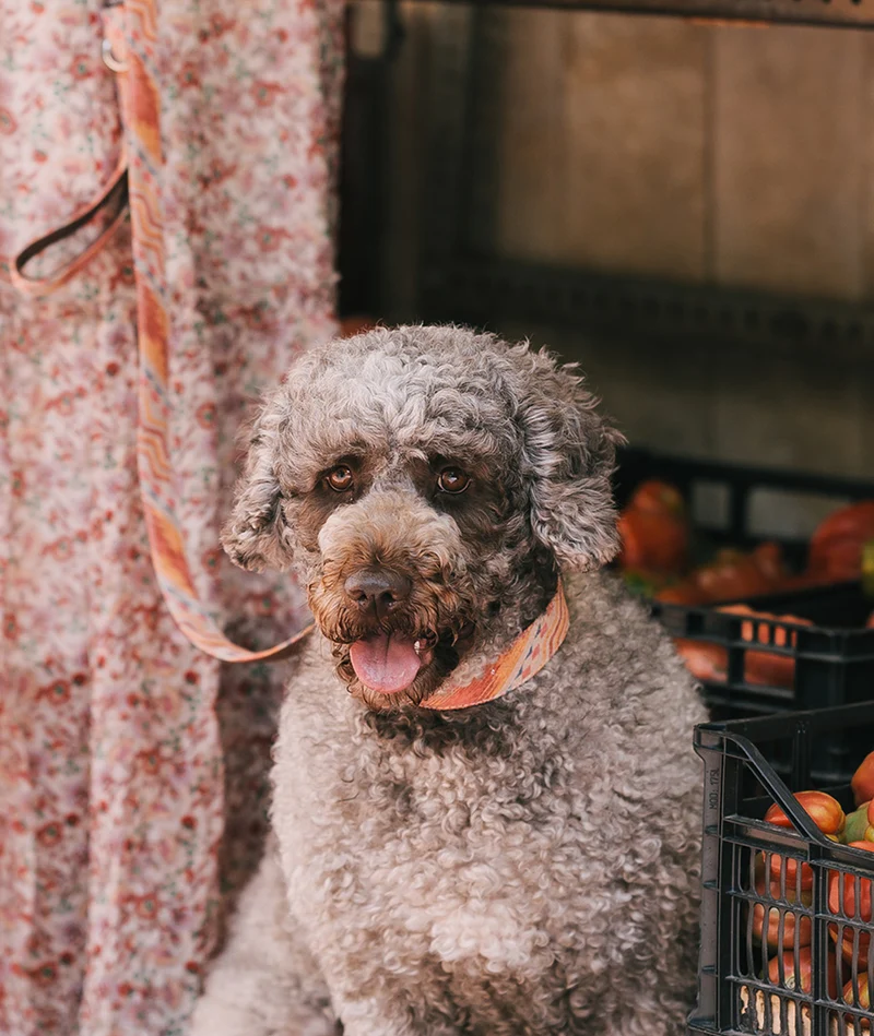 Correa para perro Tora