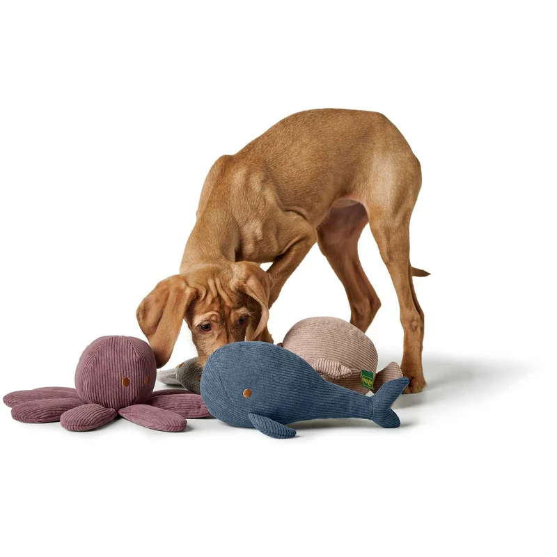 Hundespielzeug Wales
