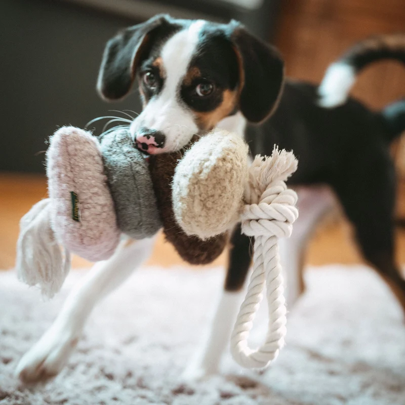 Hundespielzeug Madrid mit Tau