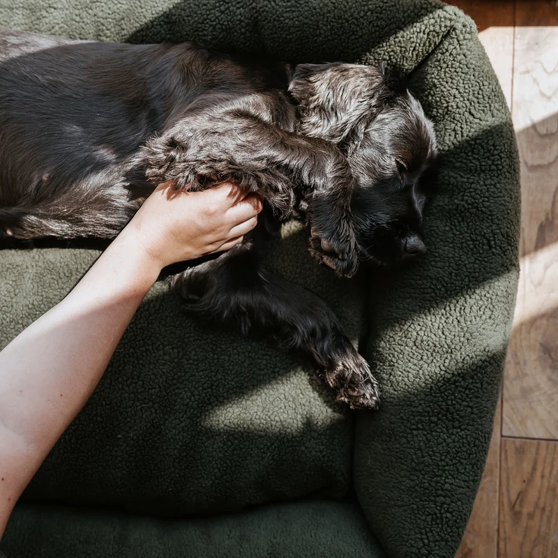 Hundesofa Kumara