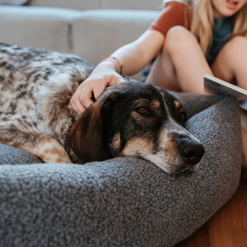 Hundesofa Kumara