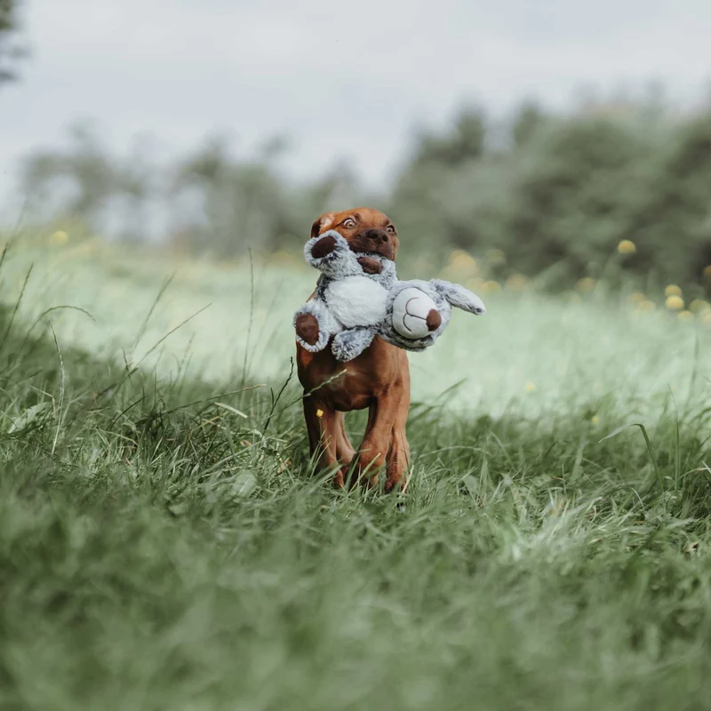 Hundespielzeug Faro