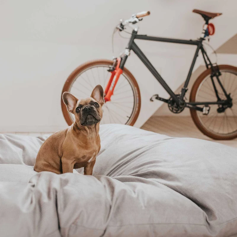 Hundebett Lancaster