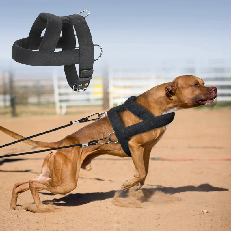 Harnais pour chien en y molletonné