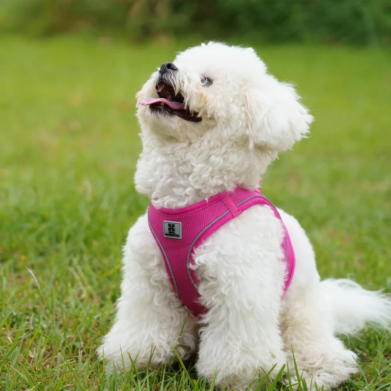 Harnais et laisse pour chiot
