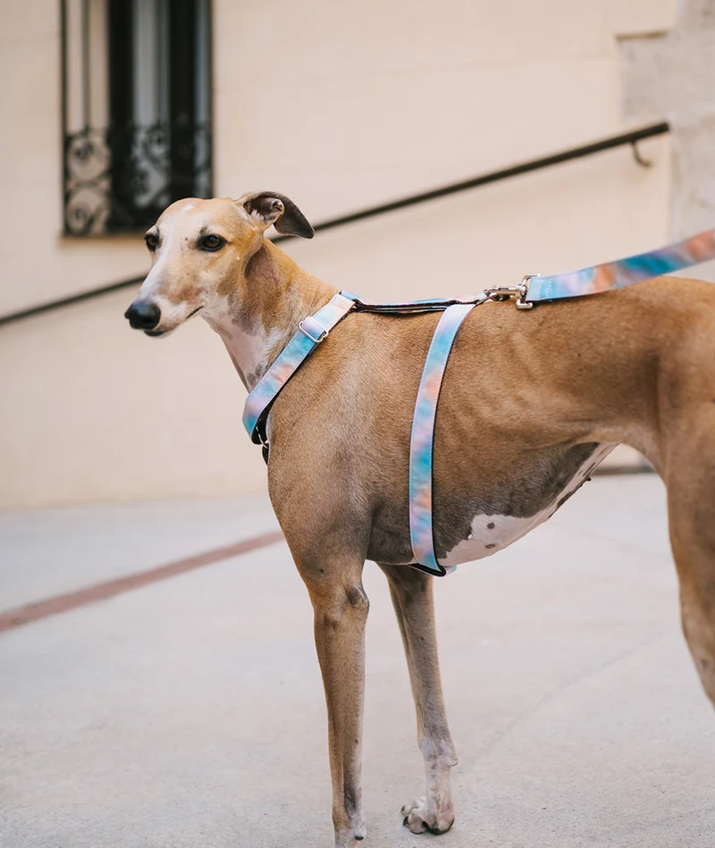 Arnés H para perro Mora