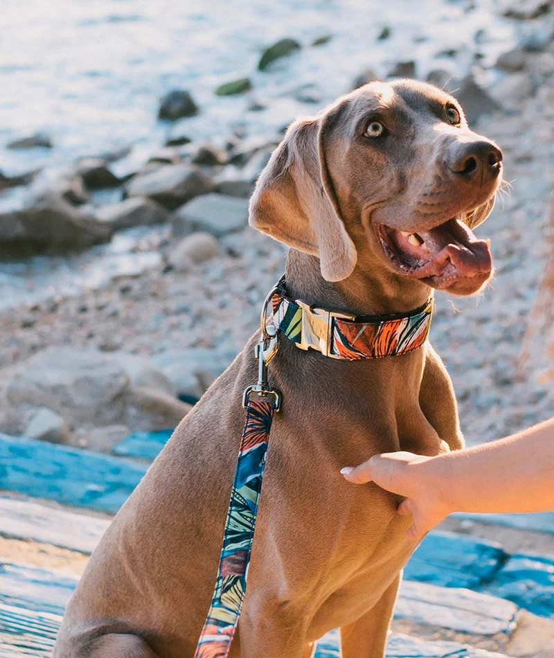 Correa para perro Portlligat