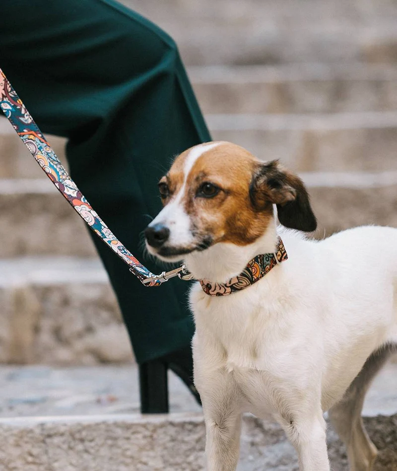 Correa para perro Malda