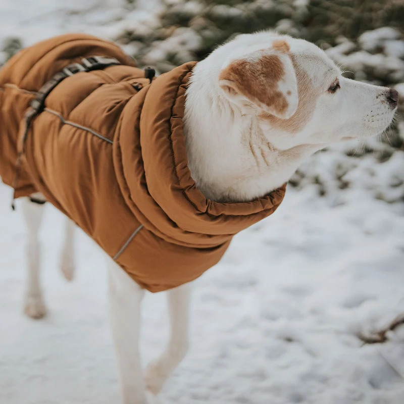Hundemantel Paxson