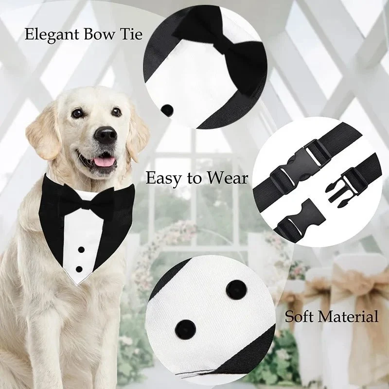 Collier pour chien fantaisie
