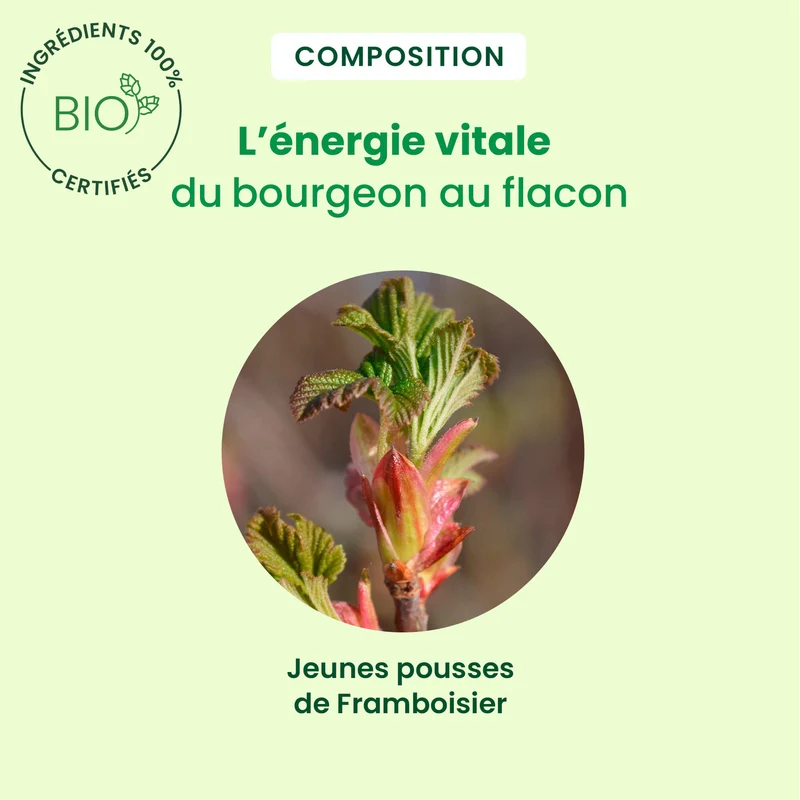 Bourgeon de framboisier - Bio