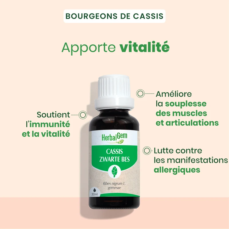 Bourgeon de cassis - Bio