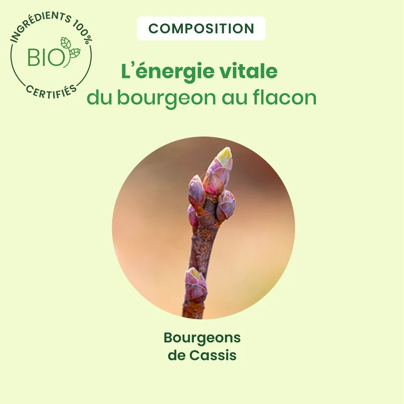 Bourgeon de cassis - Bio