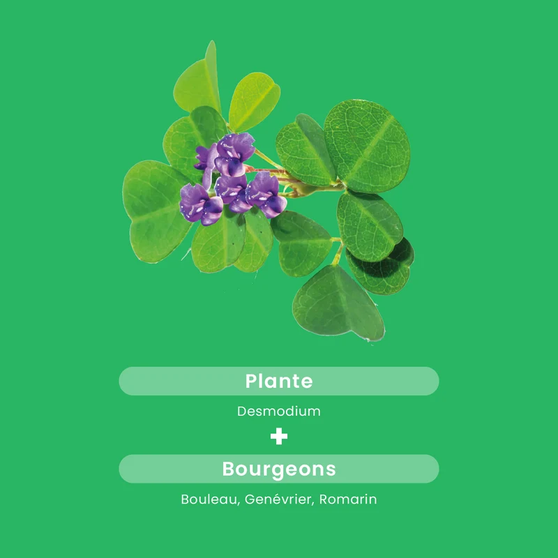 Desmodium 2500 - 30 gélules