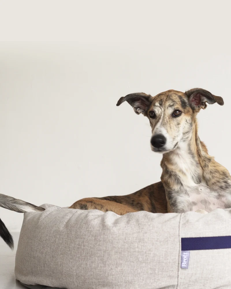 Cama redonda para perro arena