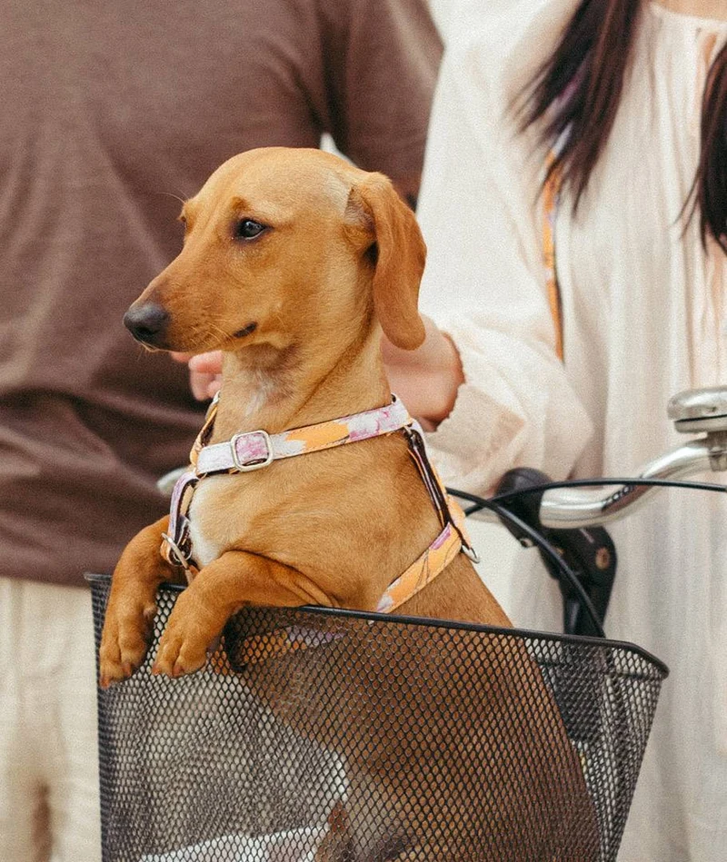 Arnés H para perro Teia