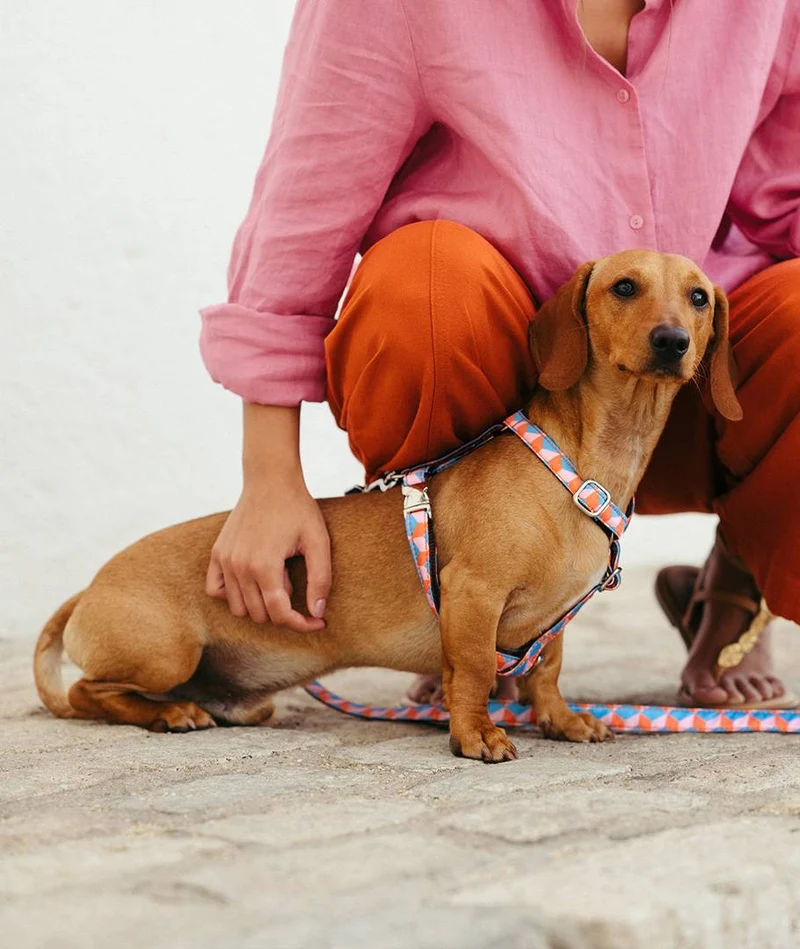 Arnés H para perro Satuna