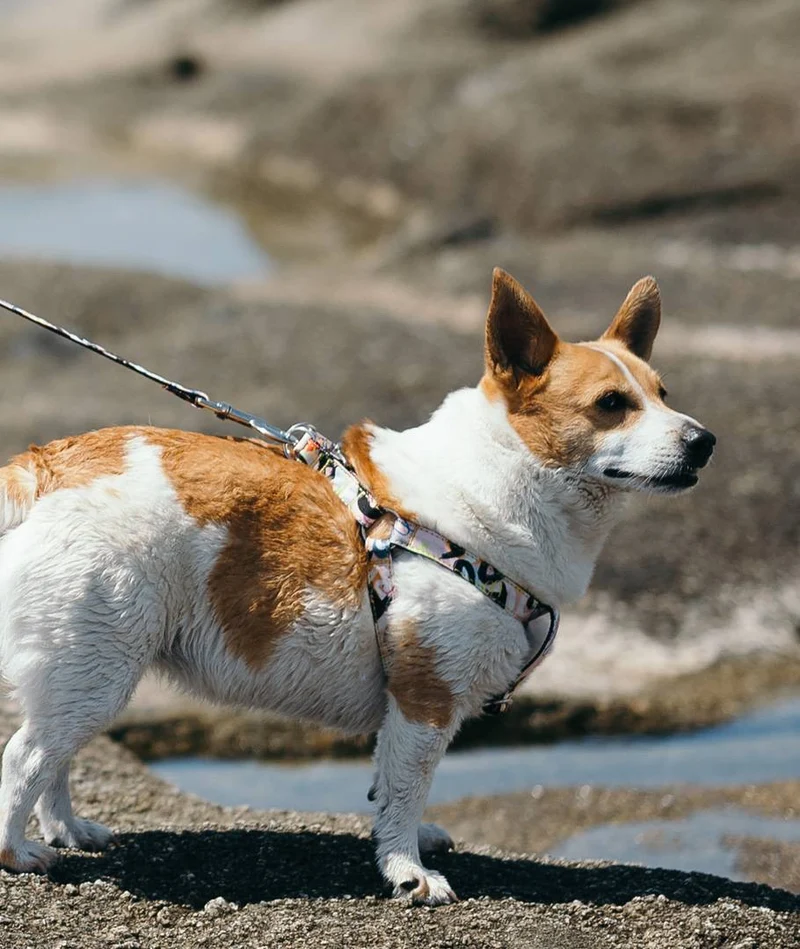 Arnés para perro Penelles