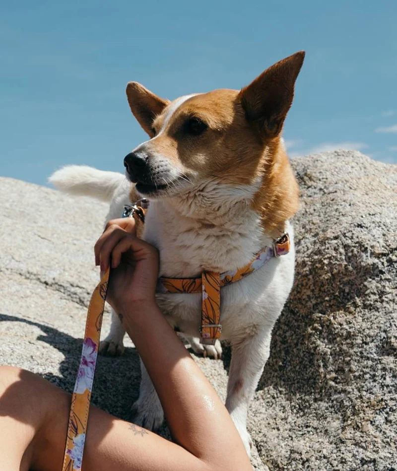 Arnés para perro Teia