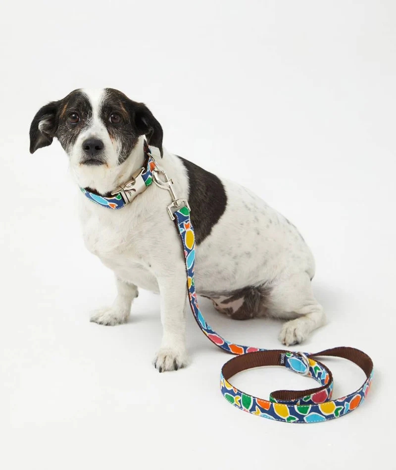 Collar Galgo Hake