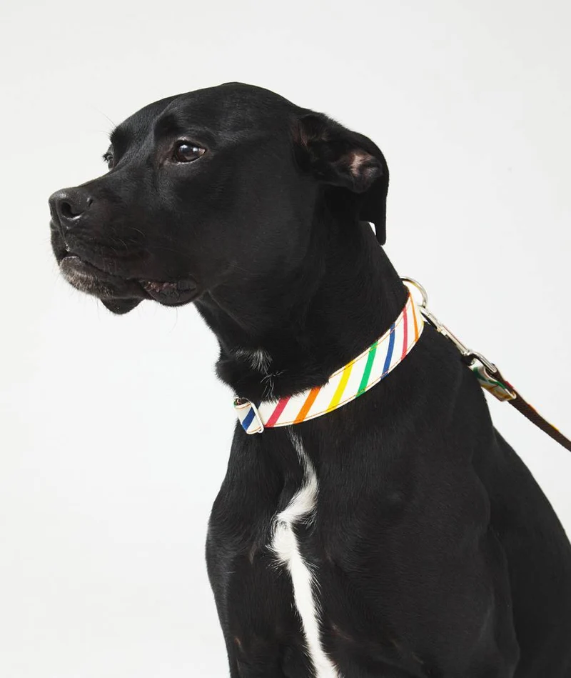 Collar perro Maldivas