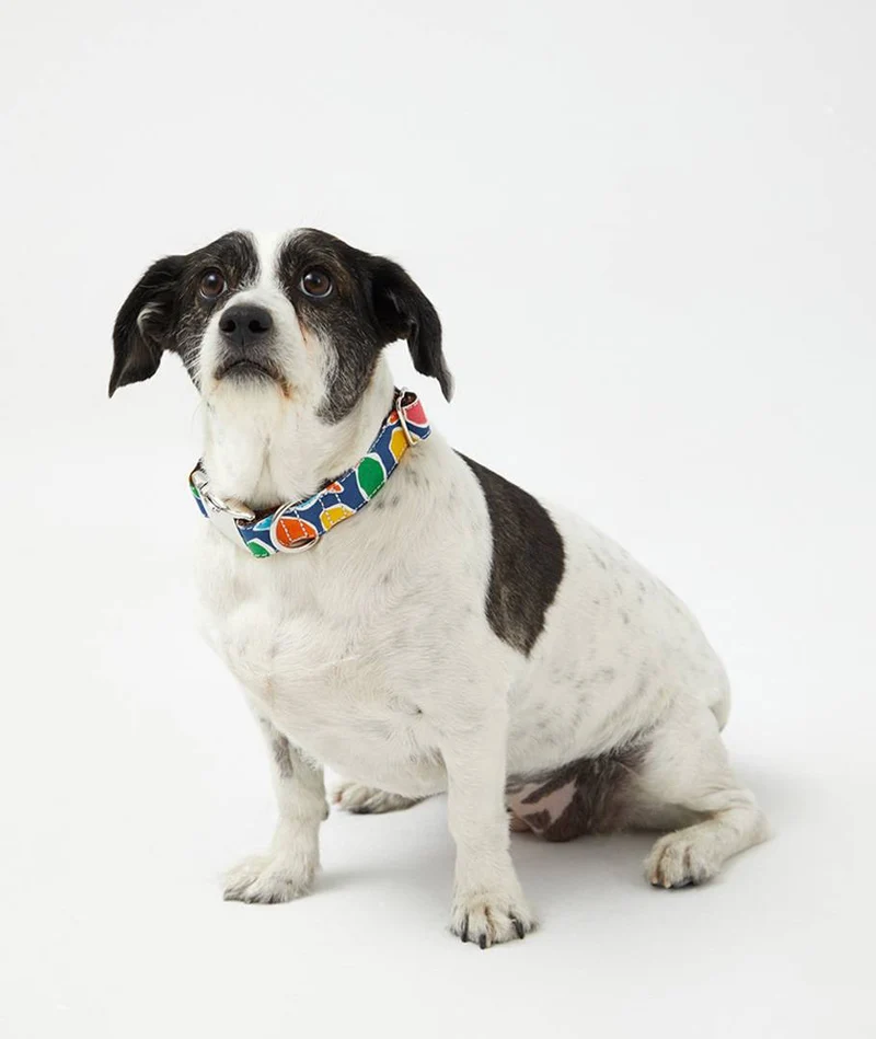 Collar perro Hake